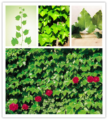 西安锐博生物科技 专业生产高品质常春藤皂甙C10%提取物