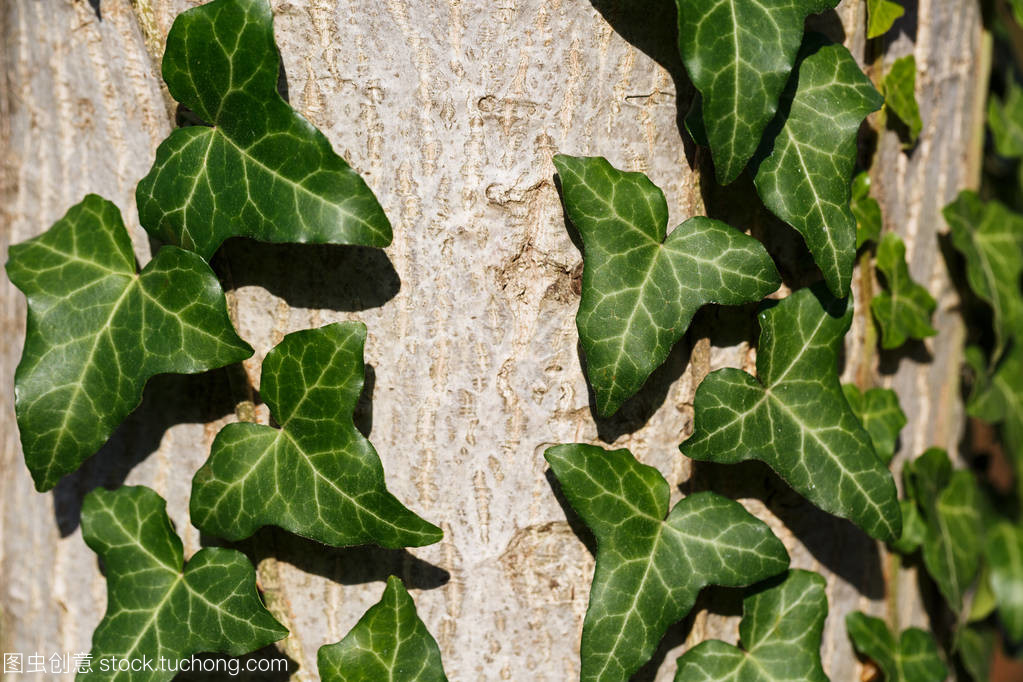 光影缠绕 当常春藤遇上自然光