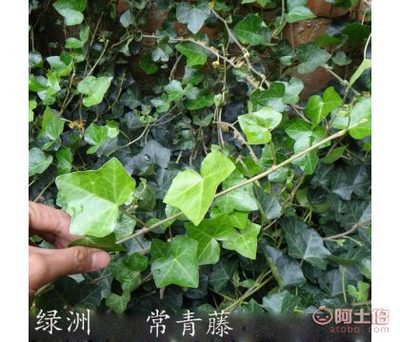 雨阳常春藤 庭院绿意攀援的优雅使者