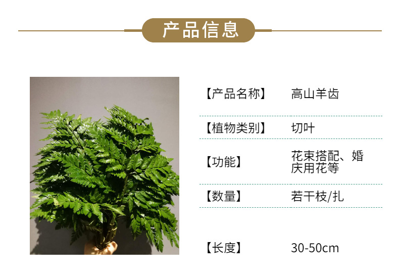 绿叶私语 九种平凡之美
